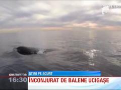 Un pasionat de sporturi acvatice, înconjurat de balene ucigașe
