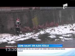 Câine salvat din albia râului