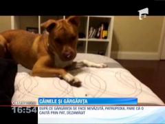 Câinele si gărgărița