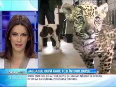 Un câine şi un jaguar sunt cei mai buni prieteni!