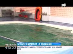 Cei doi delfini de la delfinariul din Constanţa riscă să rămână fără antrenori