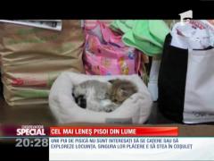 Cel mai leneş pisoi din lume