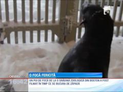 O focă fericită