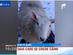 Oaia care se crede câine