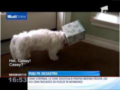 Căței puși pe făcut dezastru