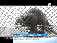 Ursul Baloo, mascota staţiunii Straja, a împlinit 15 ani