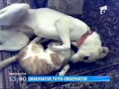 Prietenie neobișnuită