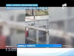 Animale chinuite la adăpostul pentru câini comunitari din Năvodari