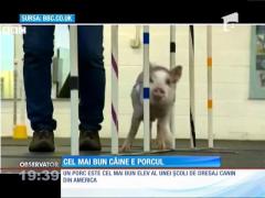 Cel mai bun elev al unei şcoli de dresaj canin din Statele Unite este un porc