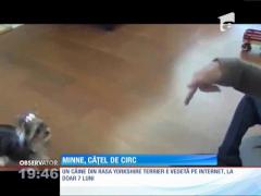 O căţeluşă de câteva luni a câştigat titlul de cel mai deştept patruped