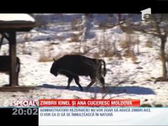 Zimbrii Ionel si Ana cuceresc Moldova