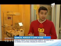 Siamezul norocos a ajuns acasă