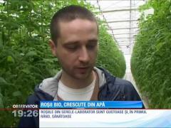 Roșii bio, crescute din apă