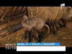 Economist de profesie, crescător de oi de succes