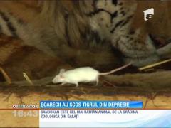 Șoarecii au scos tigrul din depresie!