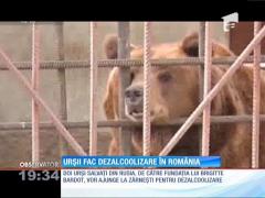 Urși din Rusia, aduși la dezalcoolizare în România