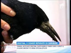 Medicii veterinari din Bucureşti au avut o misiune  grea. Au salvat-o de la moarte o cioara