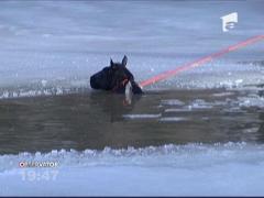 SUA: Un cal a fost salvat dintr-un lac înghețat