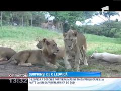 O leoaică de deschis portiera unei mașini pline cu turiști!