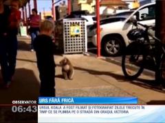 Un urs koala fără frică