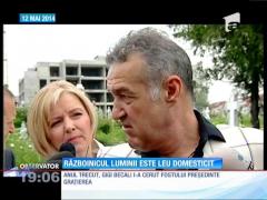 Războinicul luminii este leu domesticit