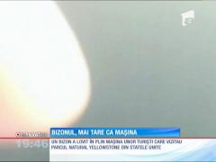 Un bizon a intrat în plin într-o maşină în parcul natural Yellowstone