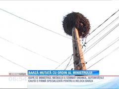 Argeș: Un cuib de barză va fi mutat prin ordin de ministru