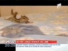 Special! Cea mai leneșă veveriță din lume