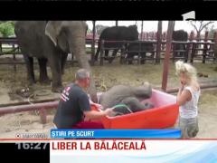 FUNNY! Prima baie a unui pui de elefant