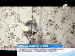 Lemurianul dansator la bară