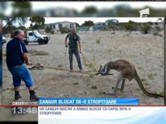 Cangur blocat într-o stropitoare