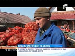 Tone de cartofi dați pe gratis, în Harghita
