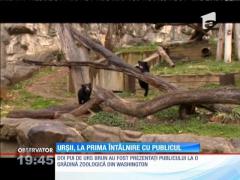 Doi ursuleţi de la o grădina zoologică din Washington, la prima întâlnire cu publicul