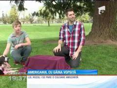 Găinile roz care au provocat derută în oraşul american Portland s-au întors la stăpânul de drept