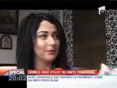 Special! Câinele fără stilist nu simte primăvara