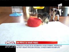 Special! Un pătuț și două pisici