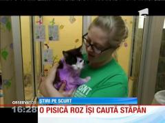O pisică roz își caută stăpân