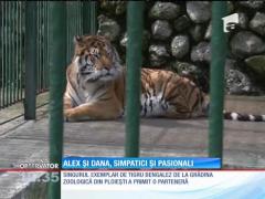 Poveste de dragoste la grădina zoologică din Ploieşti