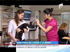 O companie care produce cadouri personalizate angajează o pisică!