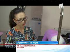 De Paşte, e la modă şi vopsitul căţeilor!