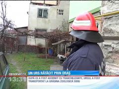 Un urs a băgat în sperieţi întregul oraş Sibiu