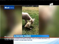Prietenie ciudată între un miel și un boboc