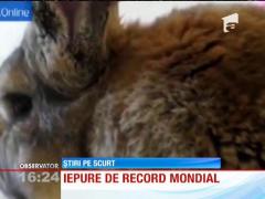 Cel mai mare iepure din lume are un metru şi 20 de centimetri lungime!