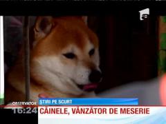 Câinele, vânzător de meserie