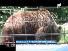 Sasha, puiul de urs rătăcit în Sibiu, a fost dus la Zărneşti