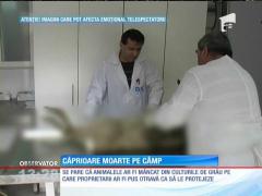 Nouă căprioare moarte pe un câmp între Pecica