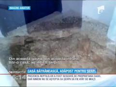 O casă bătrânească din Dolj, adăpost pentru zeci de şerpi