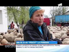 Și-a mânat oile la păscut în curtea primăriei!