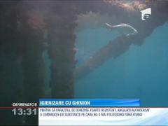 Peştii din cel mai mare acvariu din statul Texas au murit în urma unei operaţiuni de igienizare a apei