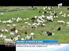 În Ţara Oaşului, ciobanii păstrează un obicei din tată în fiu
